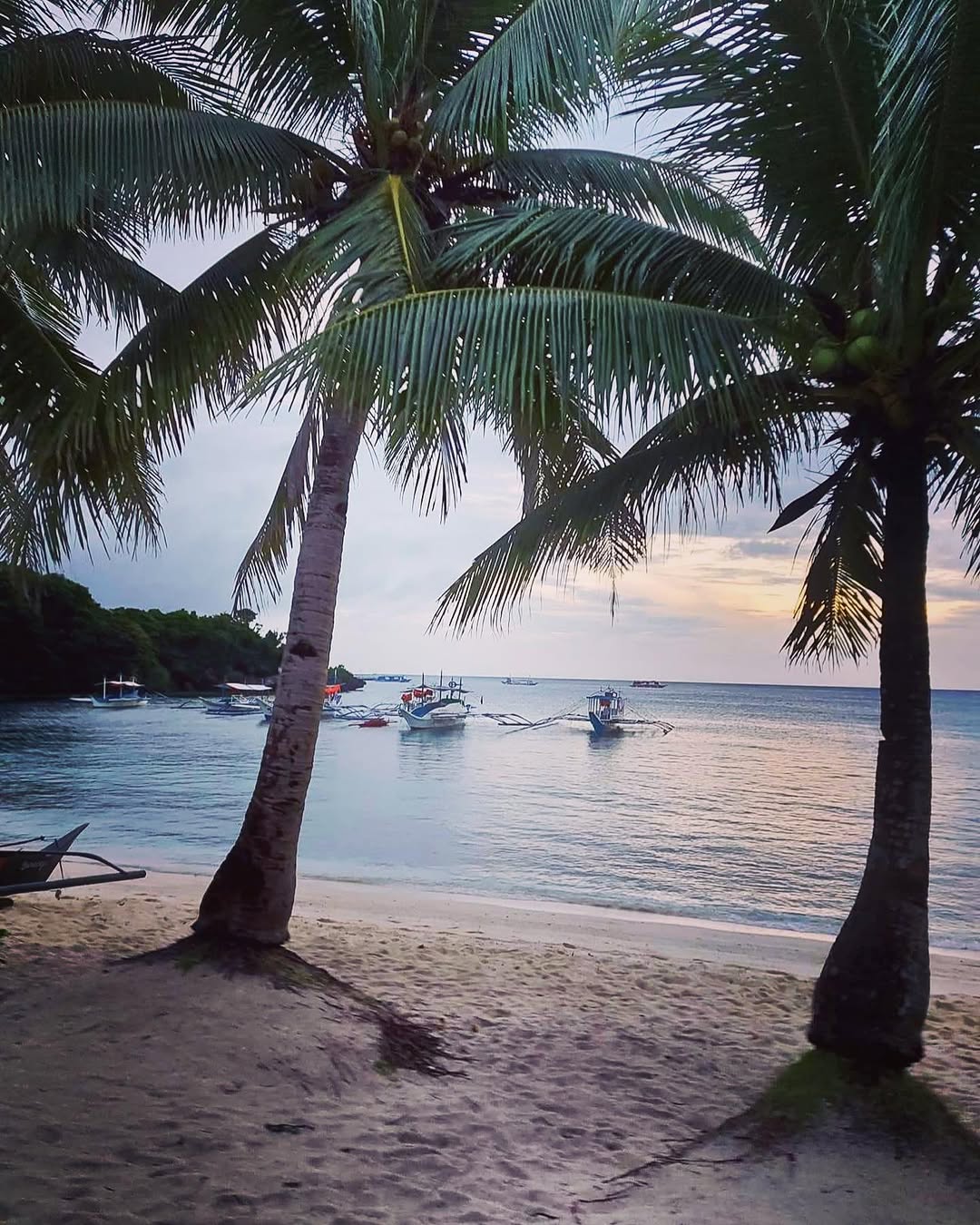 Tambisaan Beach at dawn — palm trees frame the calm sea
